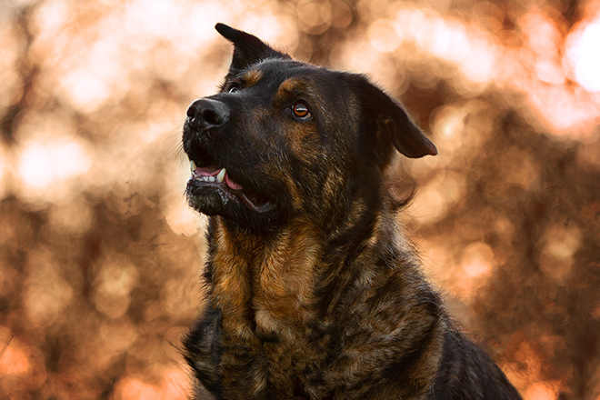 Inuki | Was muss mein Hund für ein Fotoshooting alles können? | paw-prints fotografie | Zetel, Friesland und Umzu