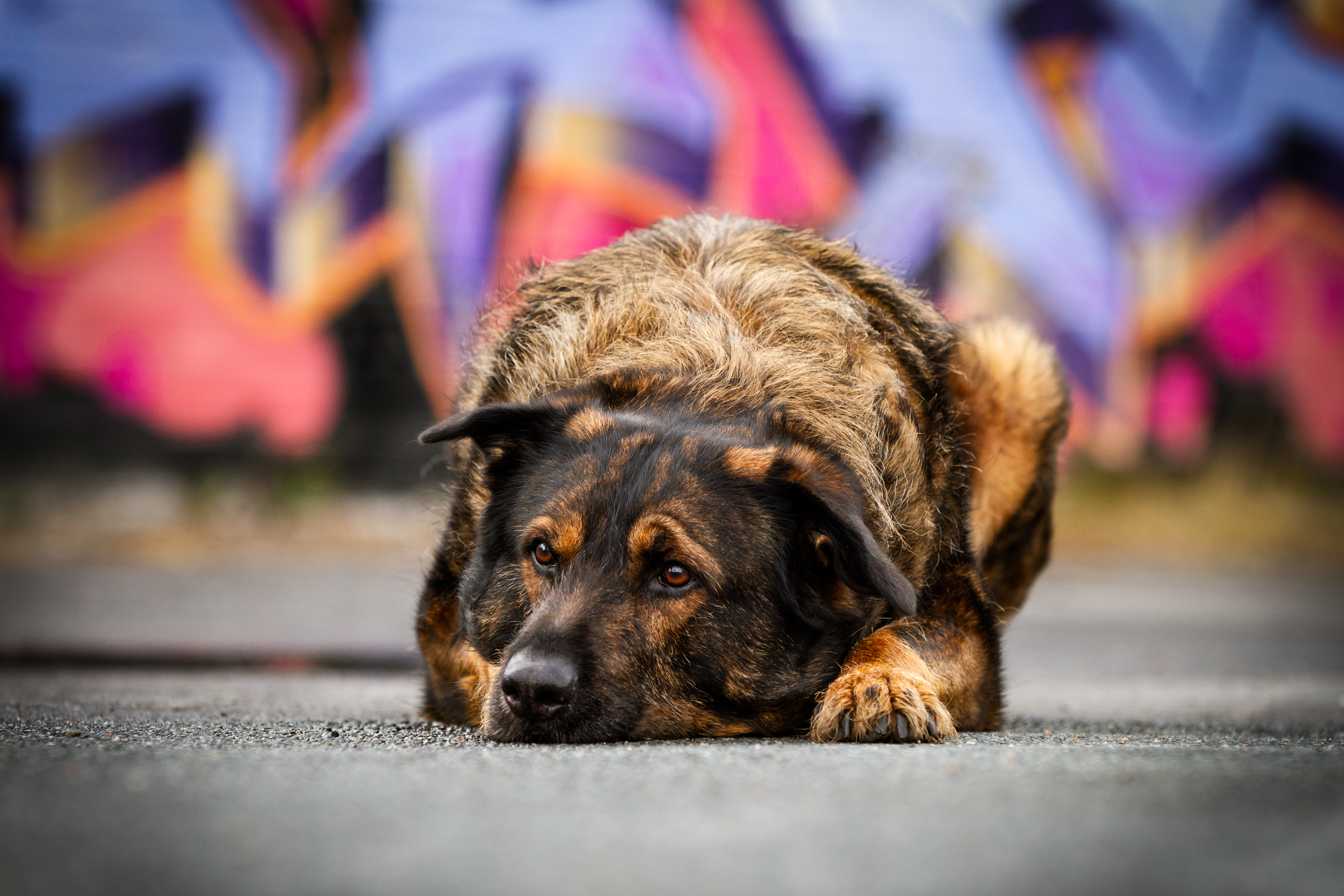 Inuki | Hundefotografin | Zetel | Friesland | Fotografin