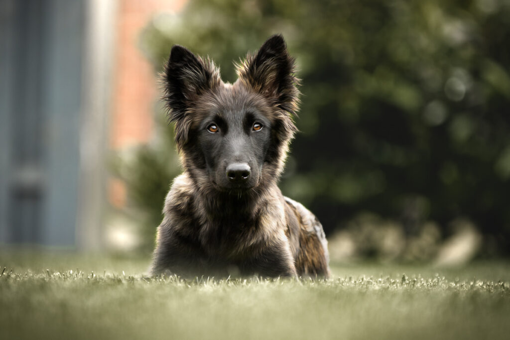 Sweet but Psycho | Langhaar Herder | Hundefotografin | Zetel | Friesland | Fotografin