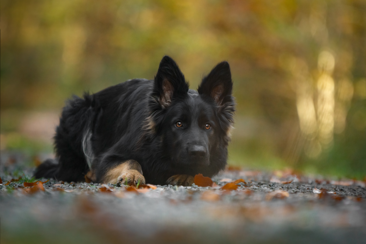 Leni von Preussen | Deutscher Schäferhund | Hundefotografin | Zetel | Friesland | Fotografin