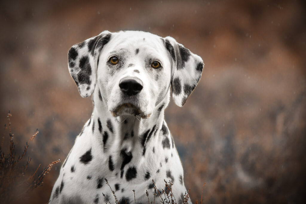 Dalmatiner | Szelma | Hundefotografin | Zetel | Friesland | Fotografin