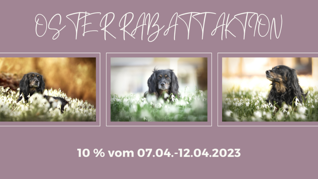 Skadi | Working Cocker Spaniel | Flieder | paw-prints.de | Hundefotografie in Zetel, Friesland, Varel, WHV und Umzu