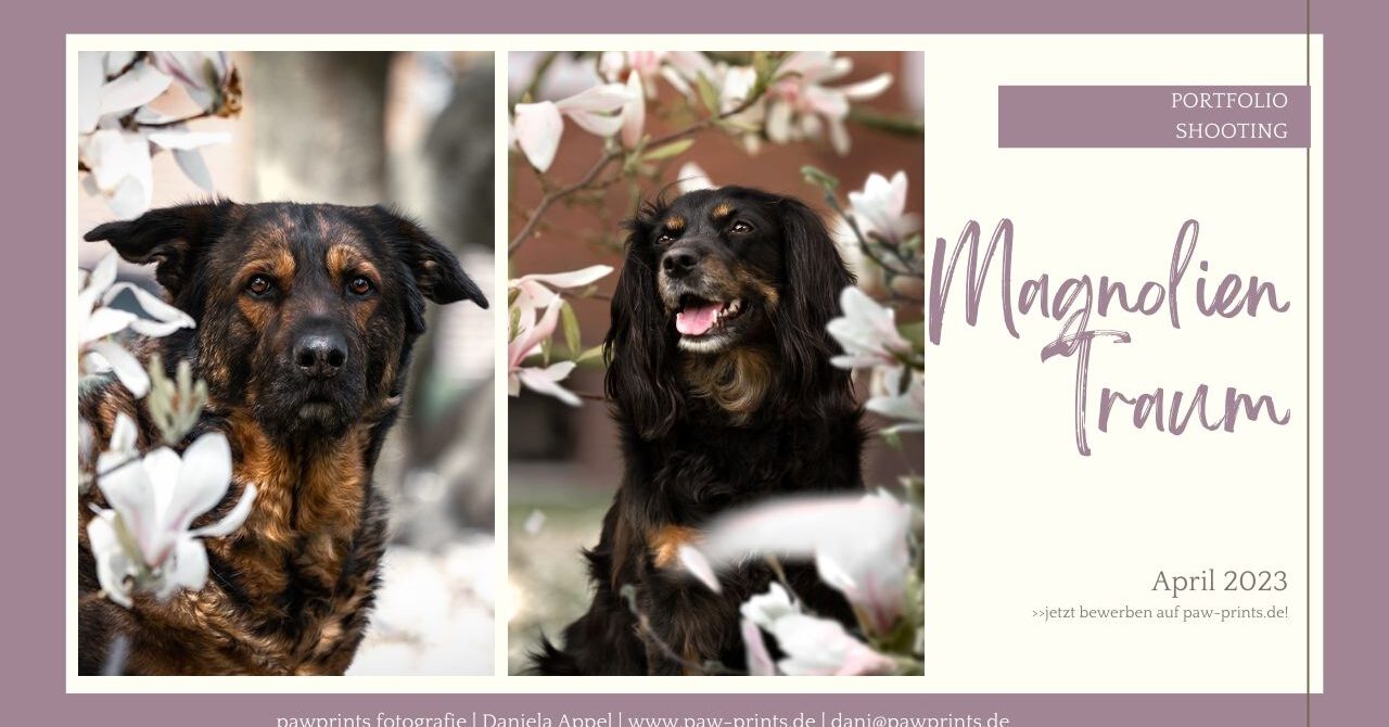 Magnolien Traum 2023 – Portfolio Shooting | Hundefotografin sucht Hundemodel